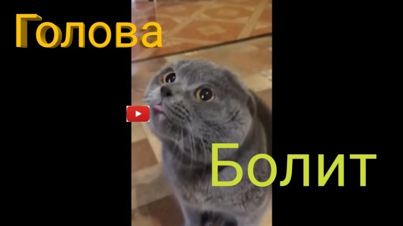 Кот голова моя болит