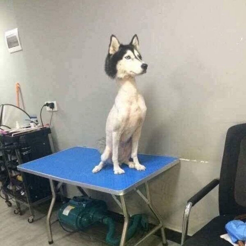 Лысый хаски