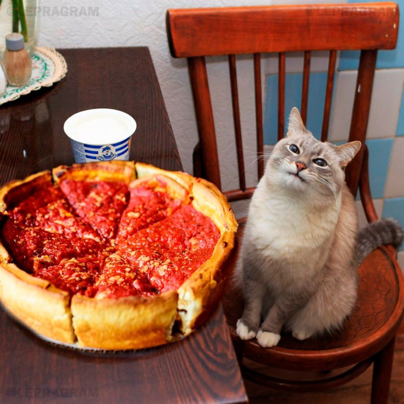 Кот ест пиццу