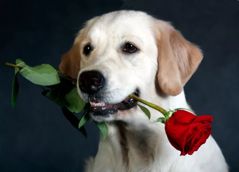 Собака с розой