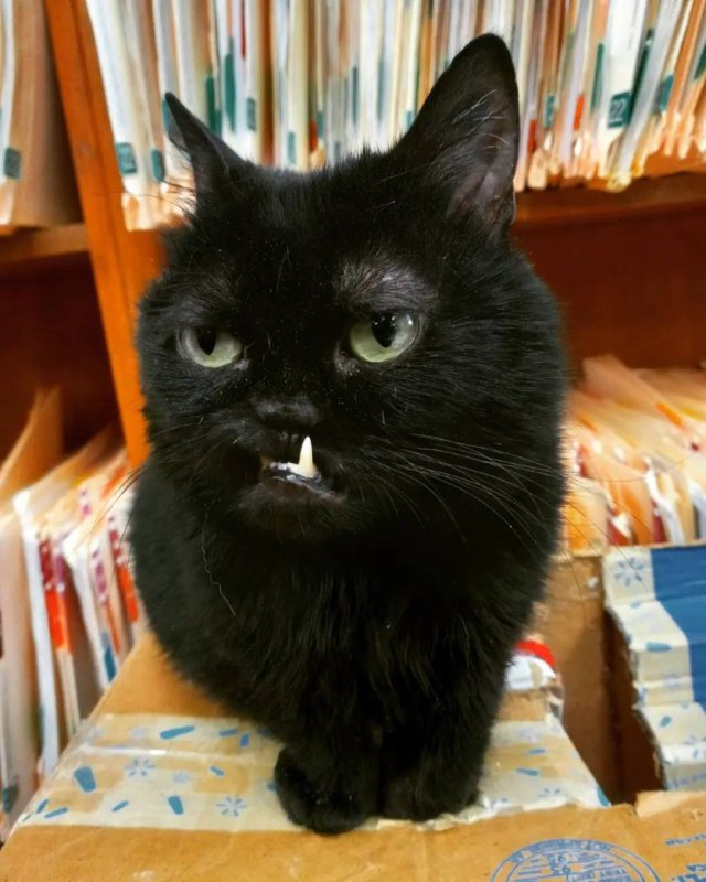 Страшный черный кот