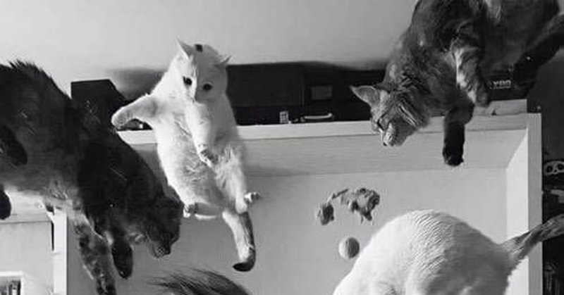 Коты уронили