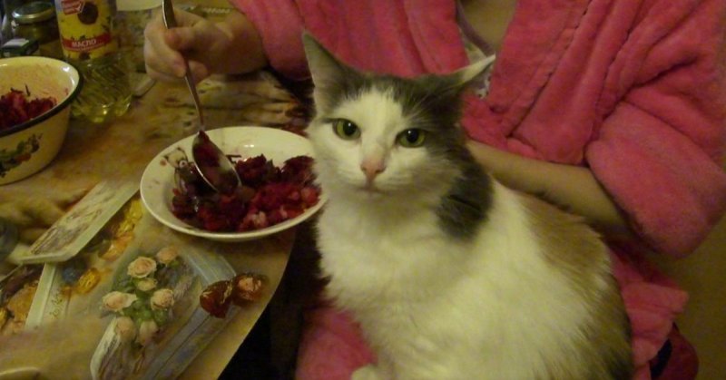 Кот ест винегрет