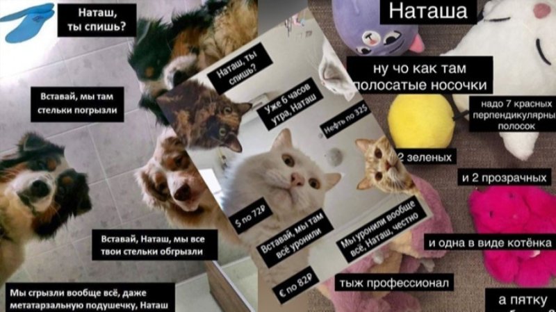 Мем с котами Наташа мы все уронили