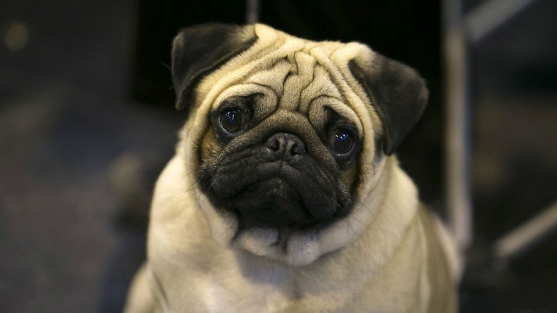 Мопс с удлиненной мордой