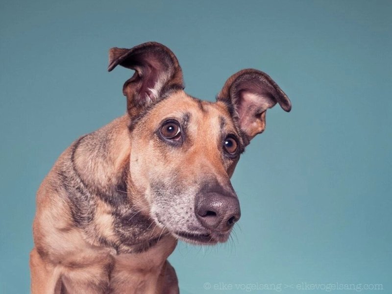 Эльке Фогельзанг