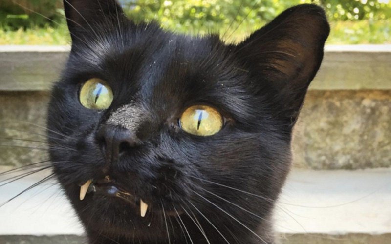 Граф Мрякула