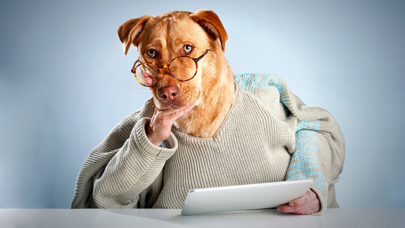 Собака задумалась