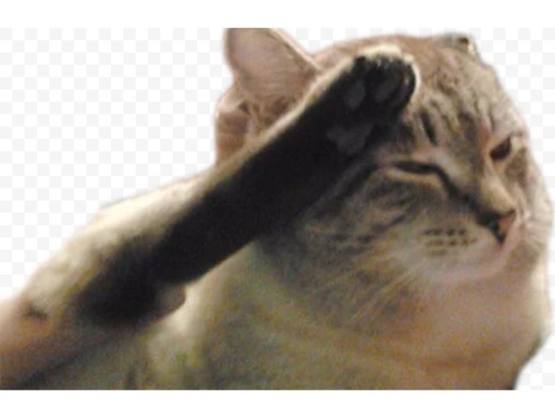 Кот отдает честь