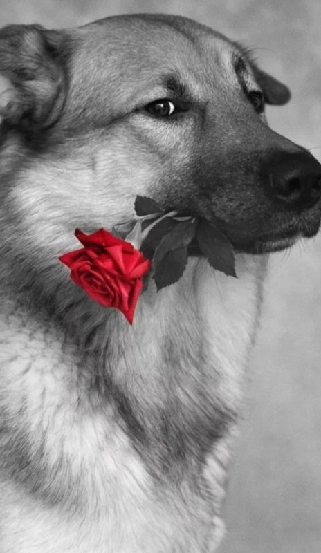 Щенок с цветком в зубах