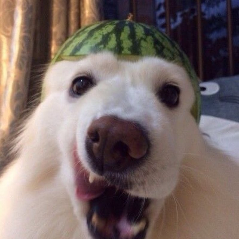 Собачка с арбузом на голове