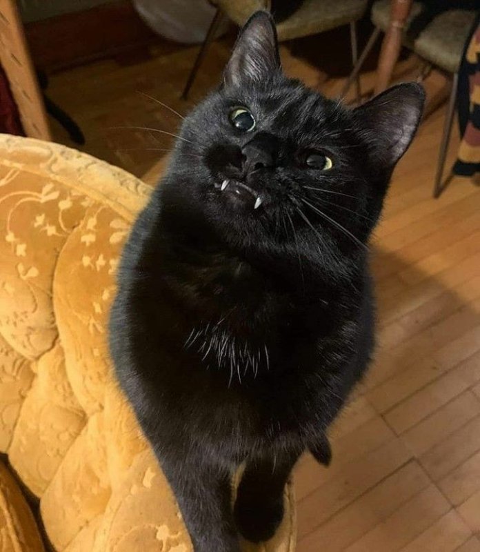 Граф Мрякула