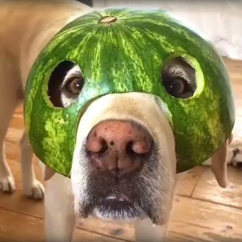 Каска из арбуза