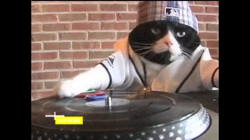 Коты диджеи