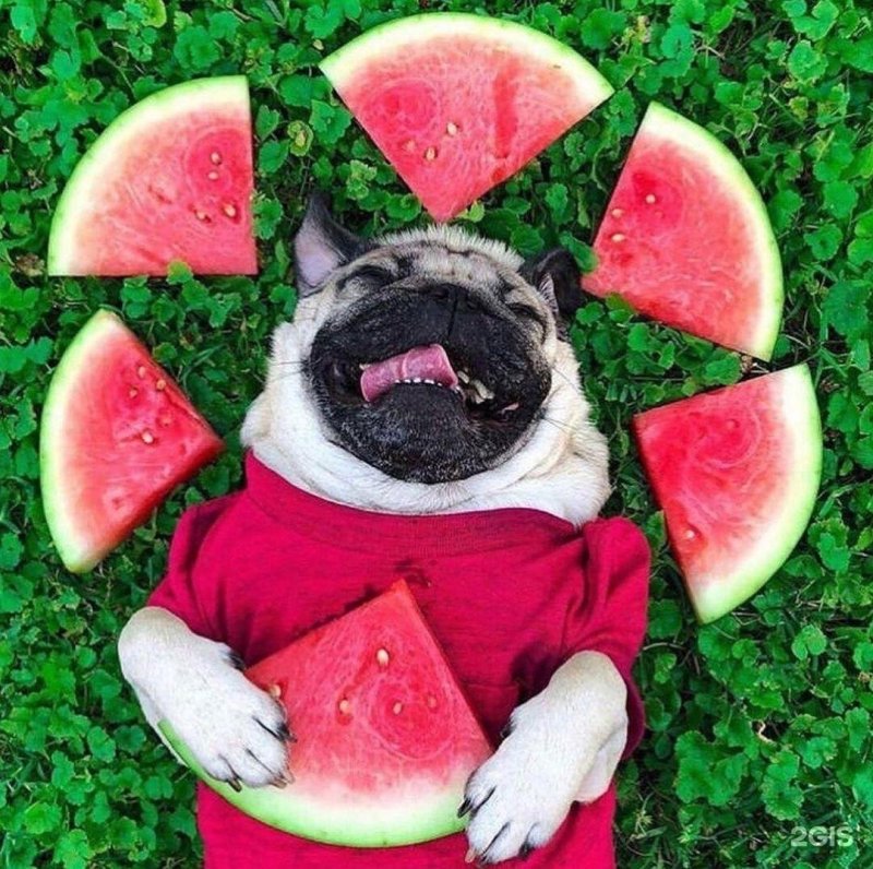 Мопс в арбузе