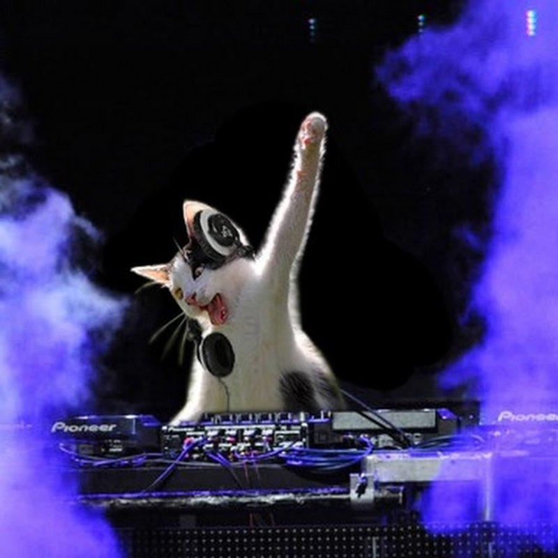 Кот диджей
