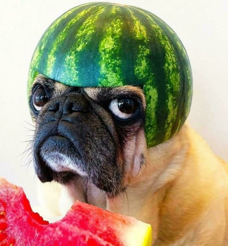 Каска из арбуза