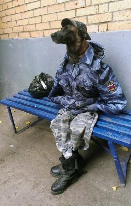 Кинолог прикол