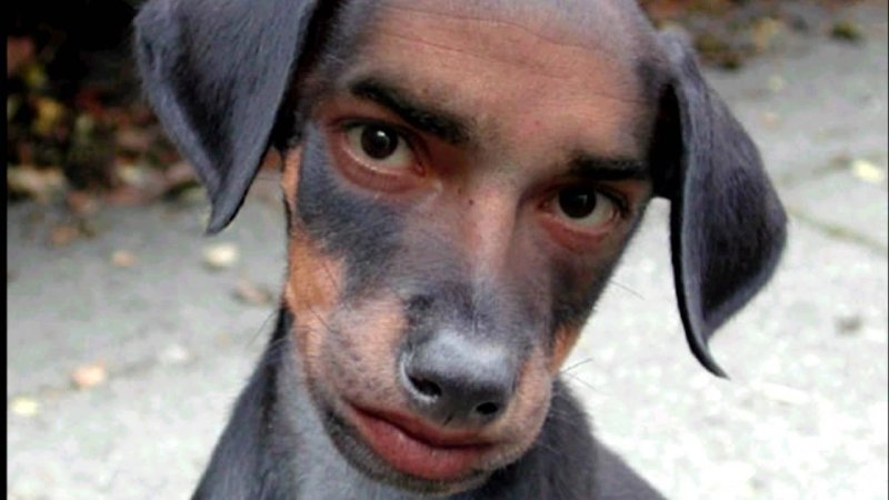 Лысая такса