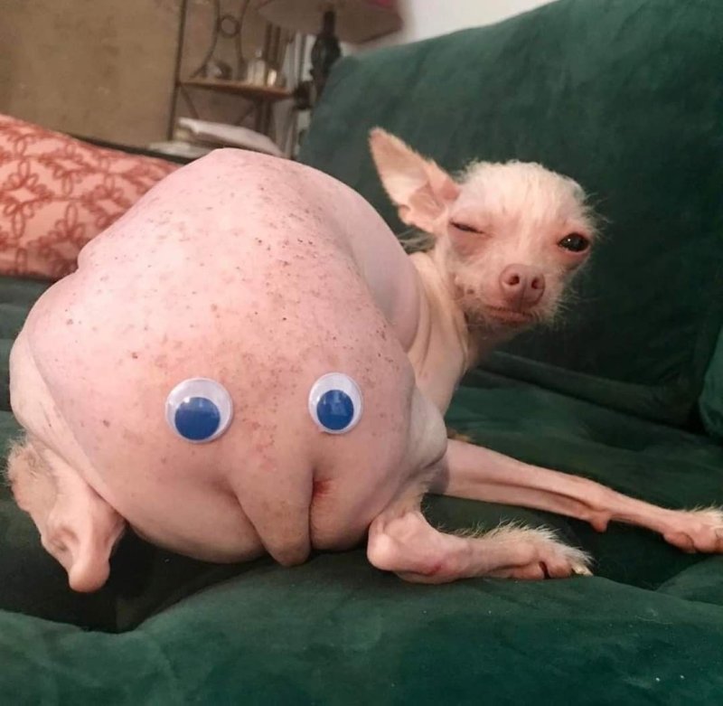 Бритая собака