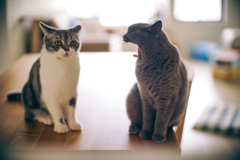 Общение котов