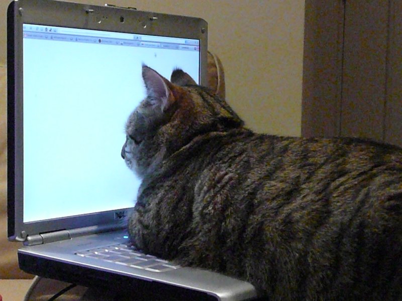Кот за компом