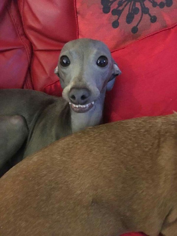 Лысая собака Левретка