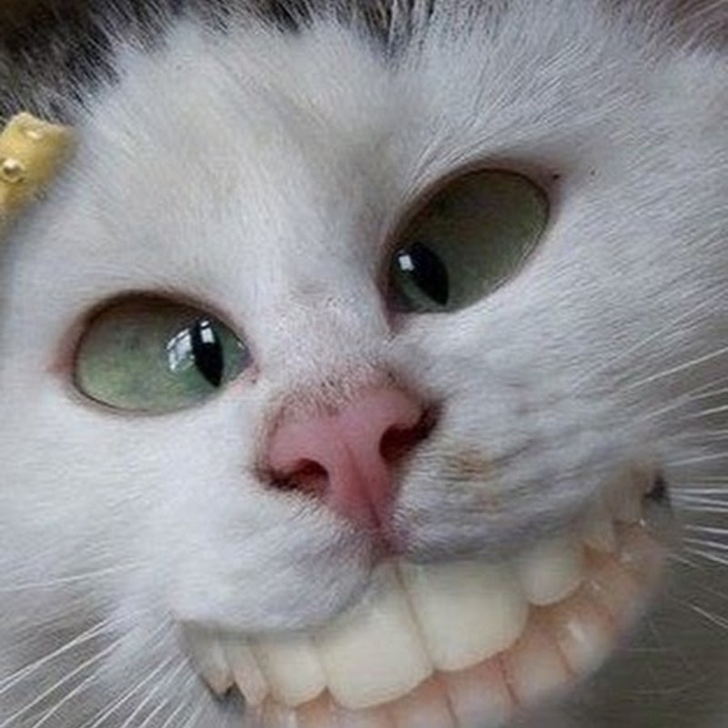 Сумасшедшие коты