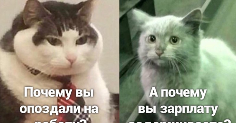 Мемы с котами про работу