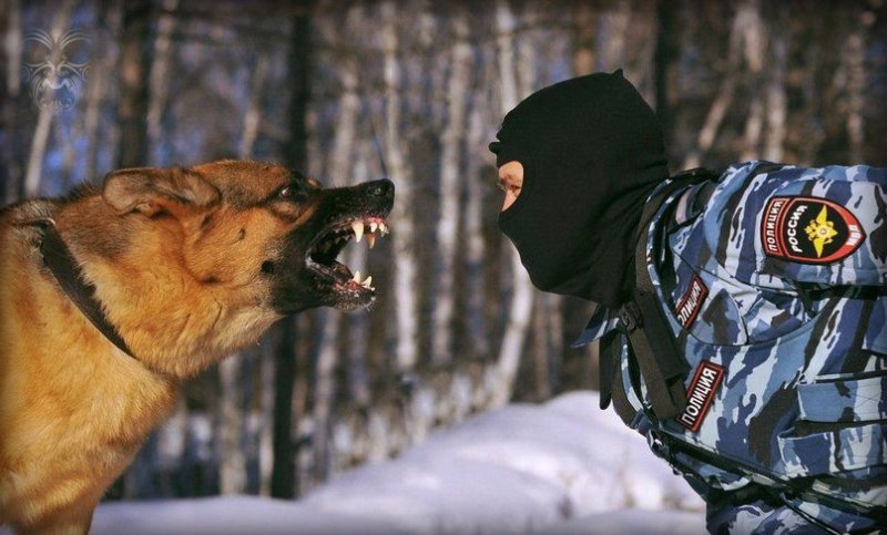 Спецназ кинолог