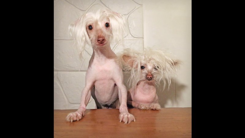 Китайская хохлатая лысая толстая