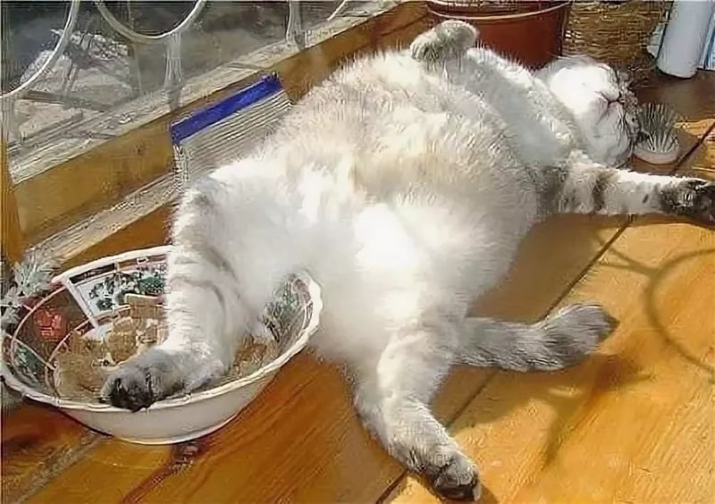 Толстый кот объелся