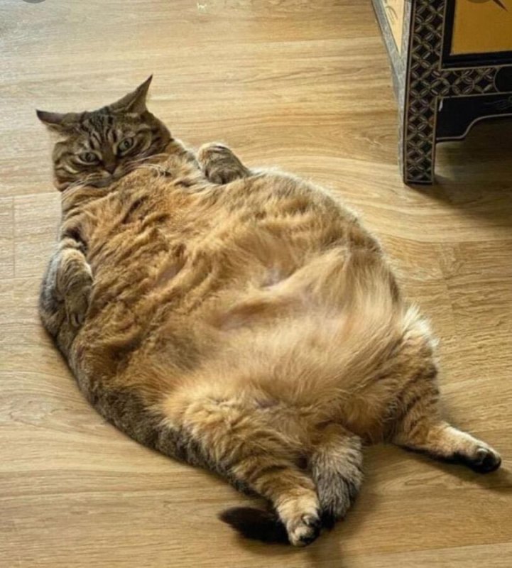 Обожравшийся кот