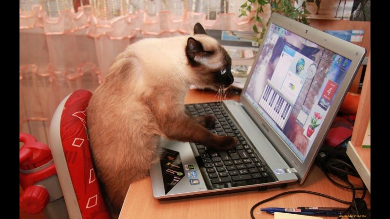 Смешной ноутбук