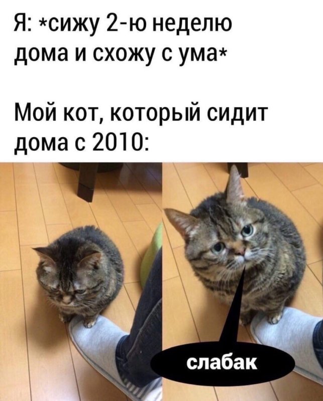 Котики смешные мемы
