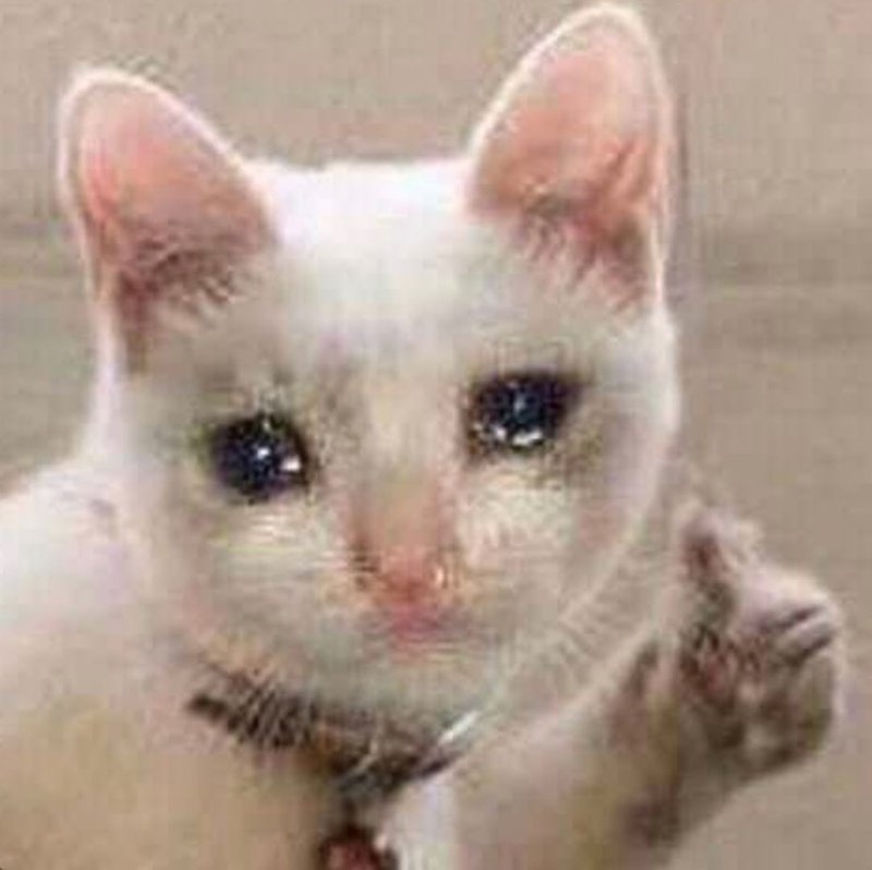 Кот показывает класс