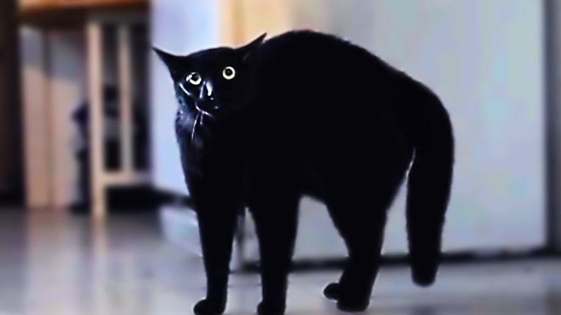 Пугающий кот