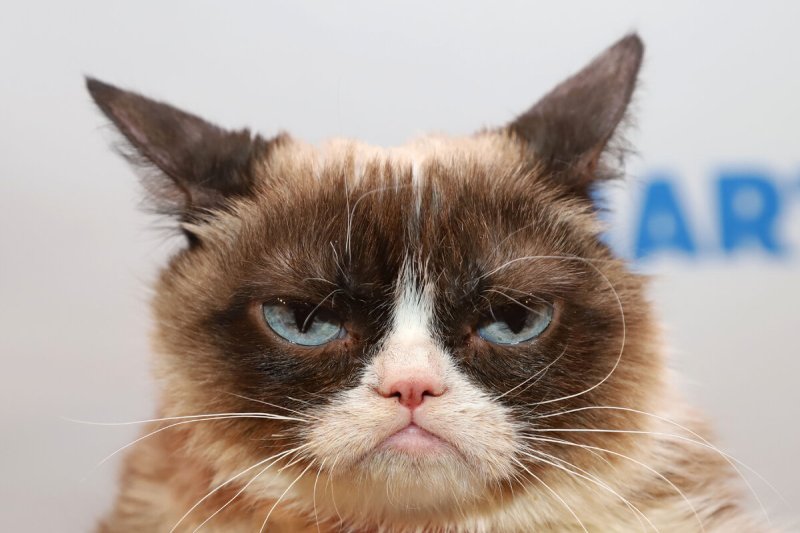 Сердитый кот Grumpy Cat