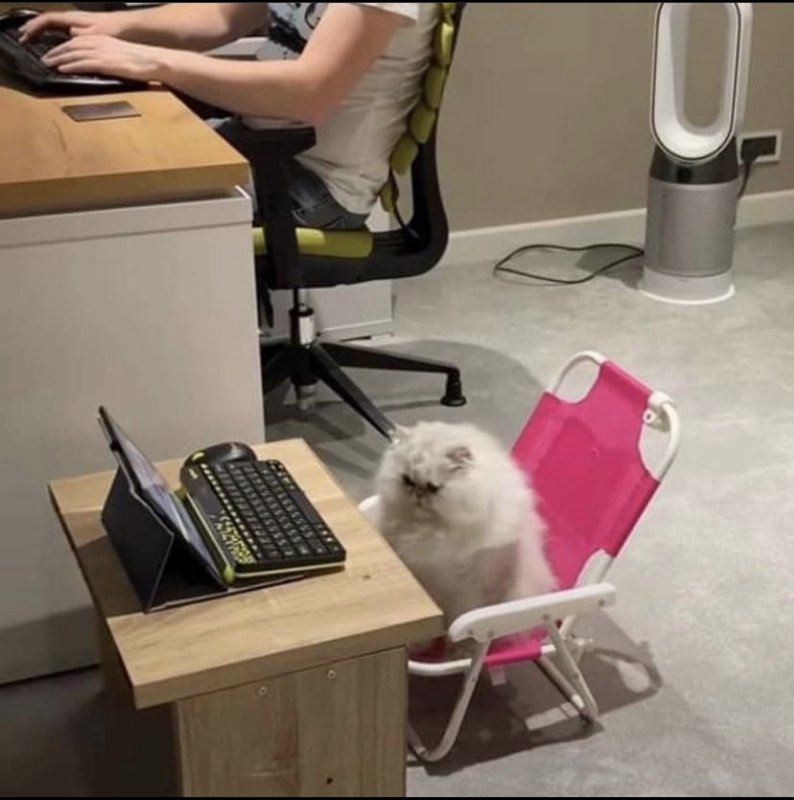 Кот на работе