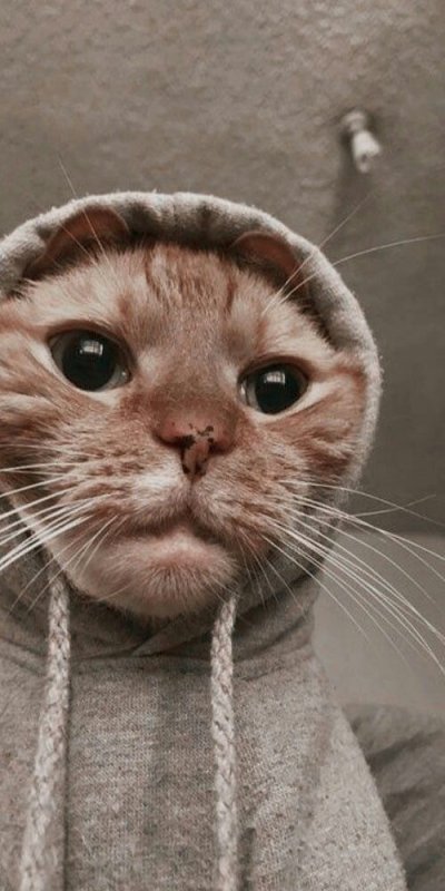 Милые видосы