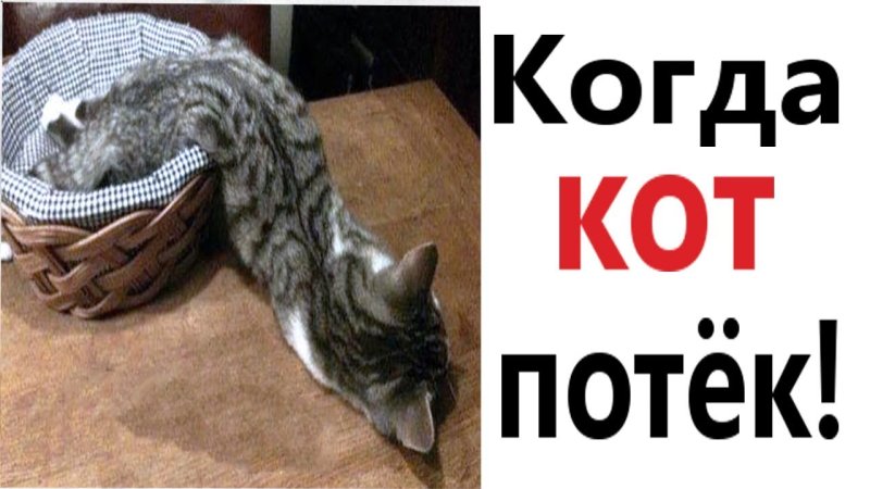 Кот потек