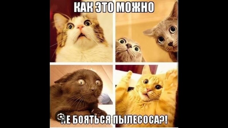 Мемы с котами