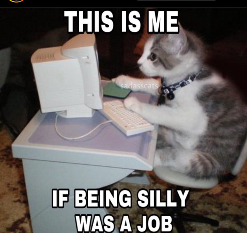 Кот смеется за ноутбуком