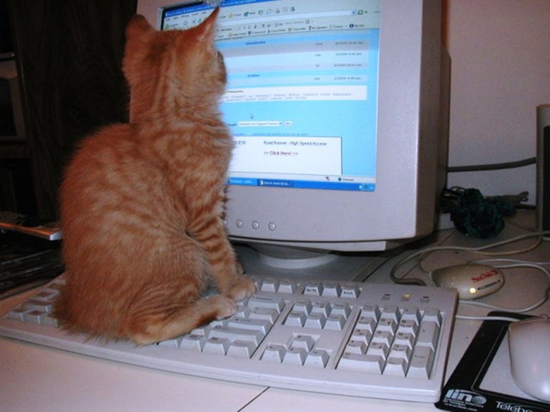 Котенок и компьютер