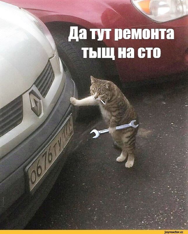 Кот ремонтирует авто