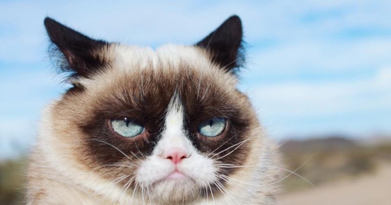 Грампи Кэт порода кота