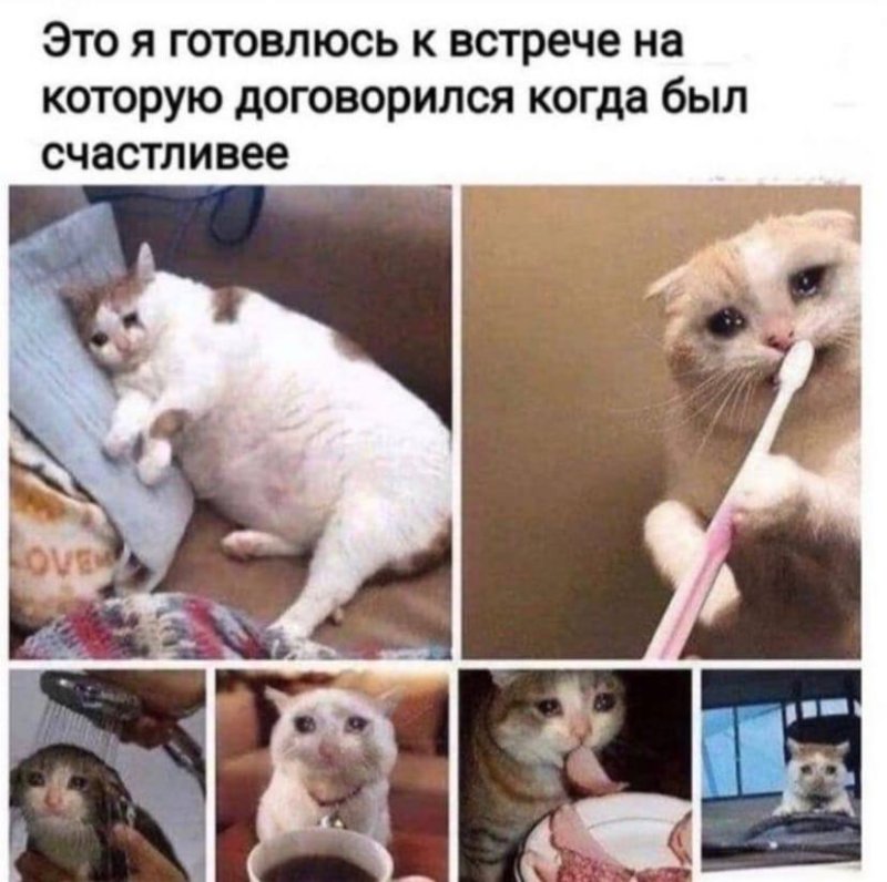 Коты и работа мемы