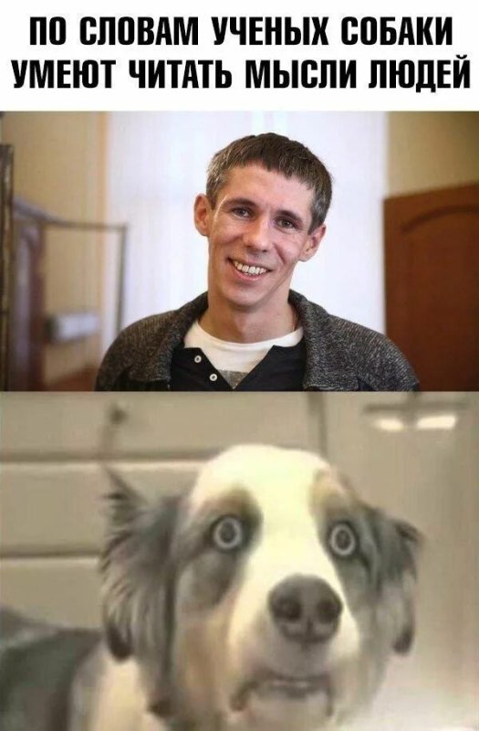Собака Мем
