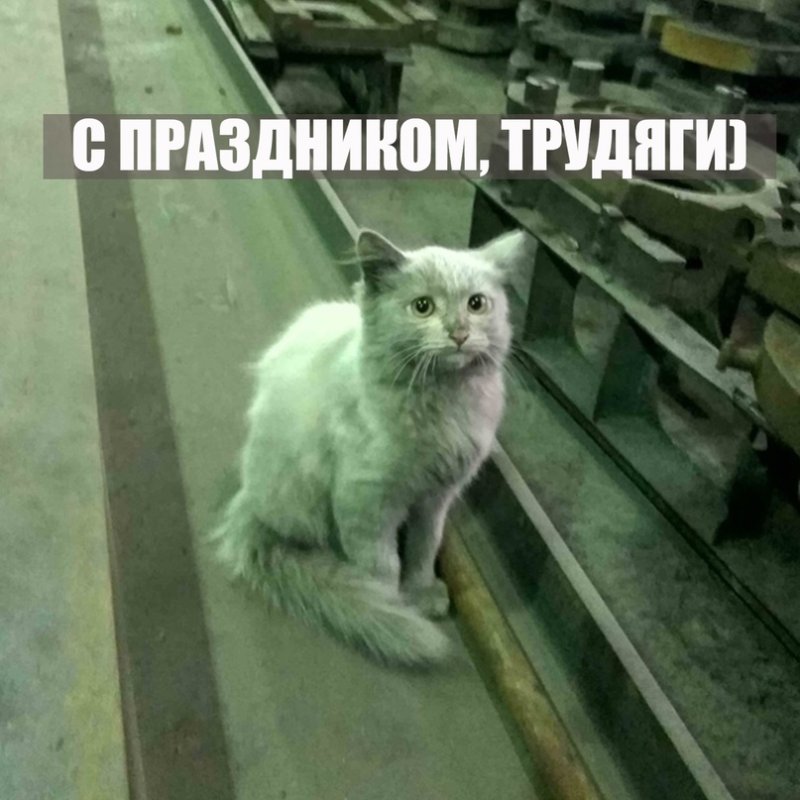 Котик на заводе Мем