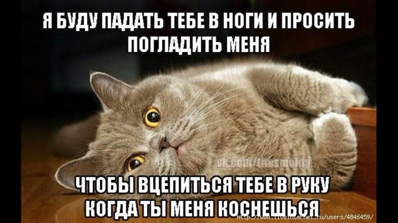 Мемы про котов
